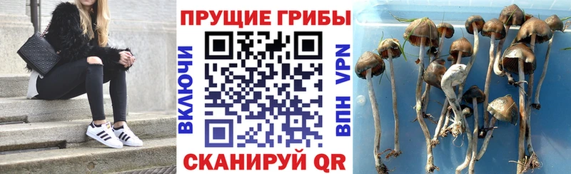 Галлюциногенные грибы Psilocybe  Котельнич 